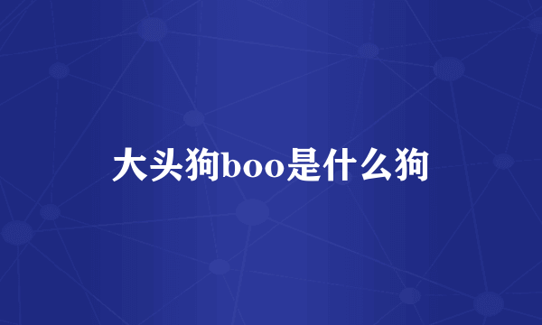 大头狗boo是什么狗