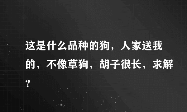 这是什么品种的狗，人家送我的，不像草狗，胡子很长，求解？