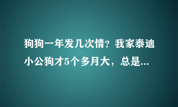 狗狗一年发几次情？我家泰迪小公狗才5个多月大，总是做交配动作正常吗？