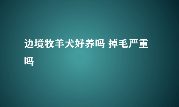 边境牧羊犬好养吗 掉毛严重吗