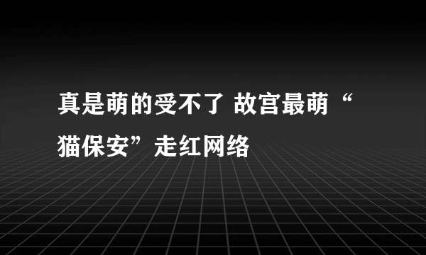 真是萌的受不了 故宫最萌“猫保安”走红网络