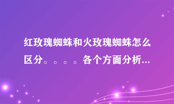 红玫瑰蜘蛛和火玫瑰蜘蛛怎么区分。。。。各个方面分析。。。。