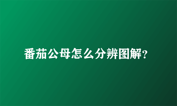 番茄公母怎么分辨图解？