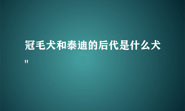 冠毛犬和泰迪的后代是什么犬