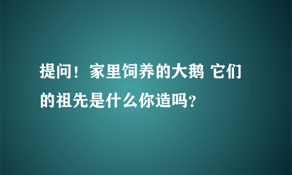 提问！家里饲养的大鹅 它们的祖先是什么你造吗？