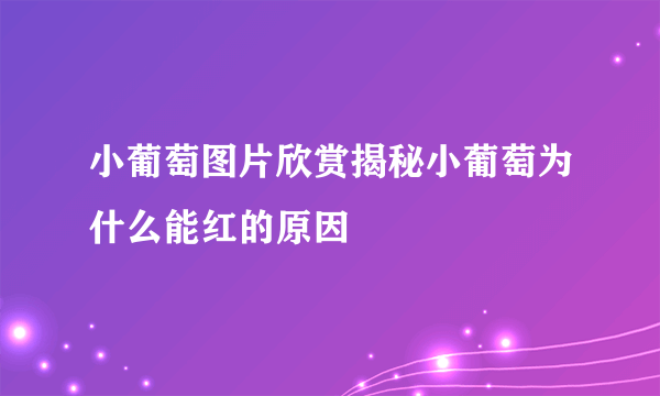 小葡萄图片欣赏揭秘小葡萄为什么能红的原因