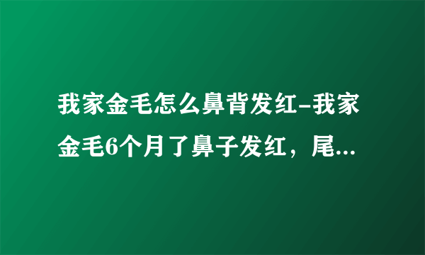 我家金毛怎么鼻背发红-我家金毛6个月了鼻子发红，尾巴毛短.请问正常吗？