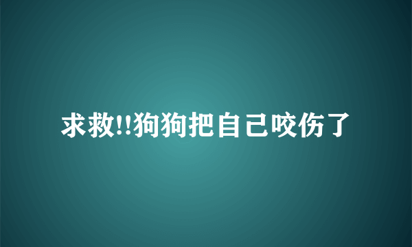 求救!!狗狗把自己咬伤了