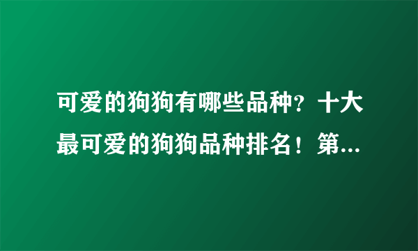 可爱的狗狗有哪些品种？十大最可爱的狗狗品种排名！第一是谁？