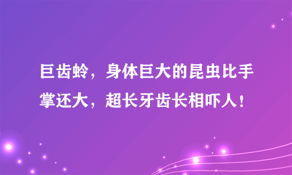 巨齿蛉，身体巨大的昆虫比手掌还大，超长牙齿长相吓人！