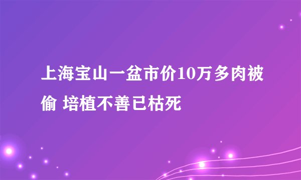 上海宝山一盆市价10万多肉被偷 培植不善已枯死