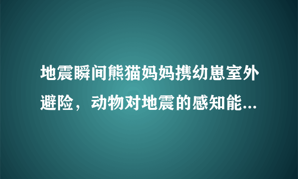 地震瞬间熊猫妈妈携幼崽室外避险，动物对地震的感知能力有多强？