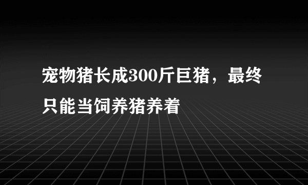 宠物猪长成300斤巨猪，最终只能当饲养猪养着 