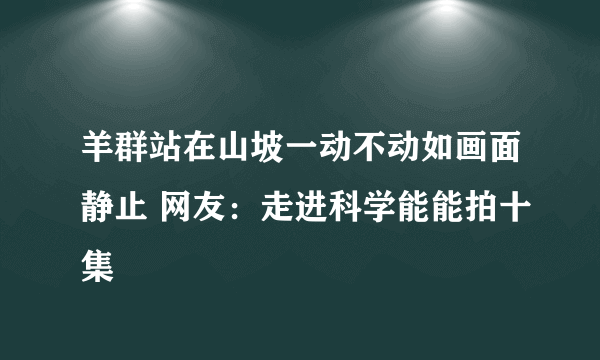 羊群站在山坡一动不动如画面静止 网友：走进科学能能拍十集