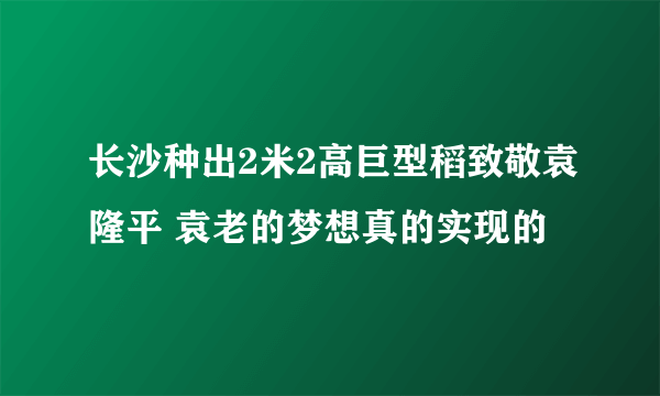 长沙种出2米2高巨型稻致敬袁隆平 袁老的梦想真的实现的