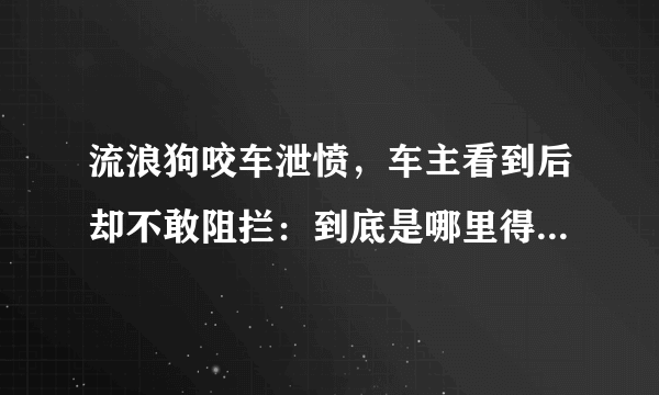 流浪狗咬车泄愤，车主看到后却不敢阻拦：到底是哪里得罪它们了？