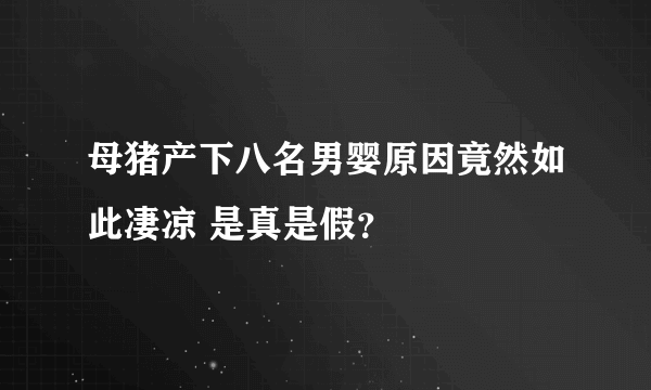 母猪产下八名男婴原因竟然如此凄凉 是真是假？