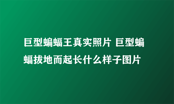 巨型蝙蝠王真实照片 巨型蝙蝠拔地而起长什么样子图片