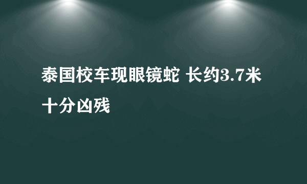 泰国校车现眼镜蛇 长约3.7米十分凶残