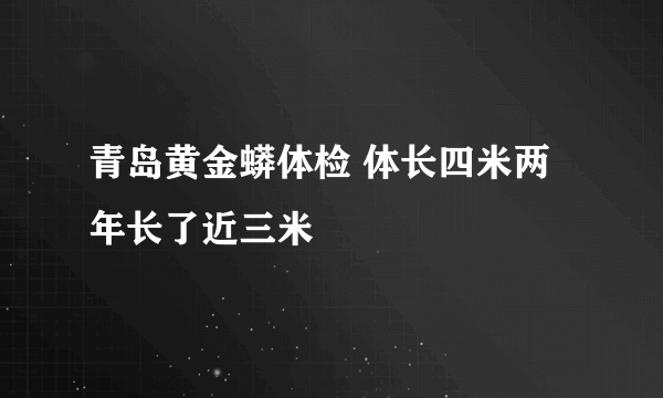 青岛黄金蟒体检 体长四米两年长了近三米