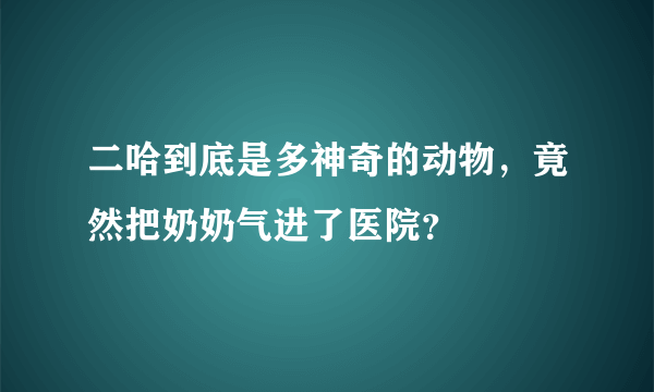 二哈到底是多神奇的动物，竟然把奶奶气进了医院？