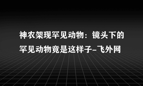 神农架现罕见动物：镜头下的罕见动物竟是这样子-飞外网