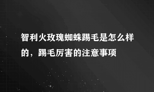 智利火玫瑰蜘蛛踢毛是怎么样的，踢毛厉害的注意事项