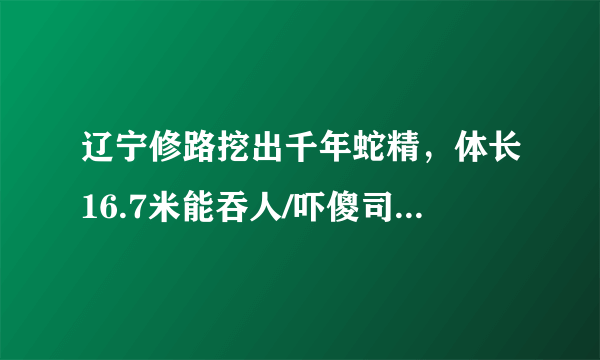 辽宁修路挖出千年蛇精，体长16.7米能吞人/吓傻司机(图片)