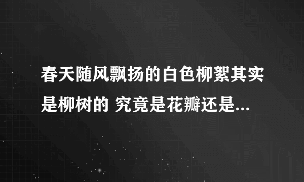 春天随风飘扬的白色柳絮其实是柳树的 究竟是花瓣还是种子呢？