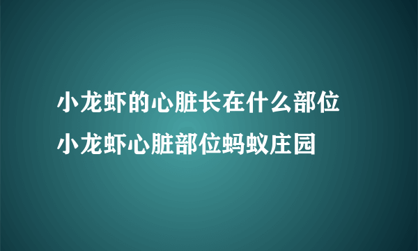 小龙虾的心脏长在什么部位 小龙虾心脏部位蚂蚁庄园