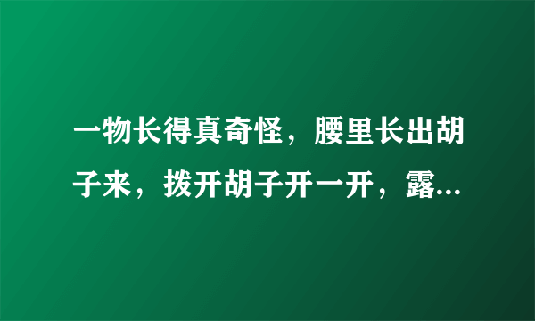 一物长得真奇怪，腰里长出胡子来，拨开胡子开一开，露出牙齿一排排 提示：植物