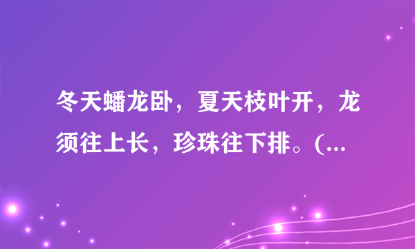 冬天蟠龙卧，夏天枝叶开，龙须往上长，珍珠往下排。(打一植物)