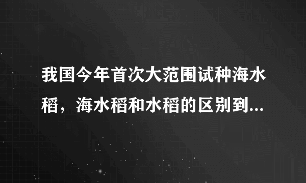 我国今年首次大范围试种海水稻，海水稻和水稻的区别到底有哪些？