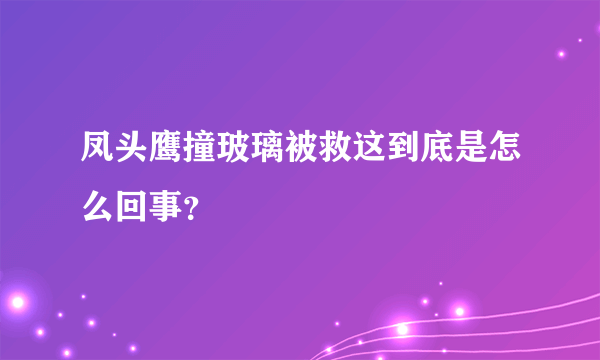 凤头鹰撞玻璃被救这到底是怎么回事？