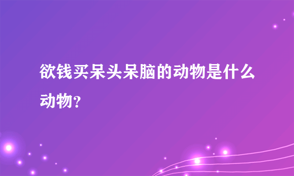 欲钱买呆头呆脑的动物是什么动物？