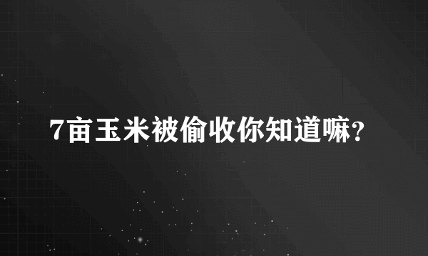 7亩玉米被偷收你知道嘛？