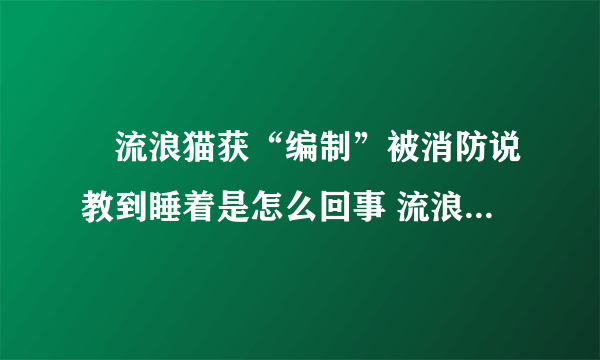 ​流浪猫获“编制”被消防说教到睡着是怎么回事 流浪猫获“编制”被消防说教到睡着具体情况