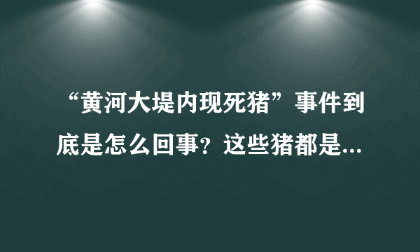 “黄河大堤内现死猪”事件到底是怎么回事？这些猪都是哪来的啊？