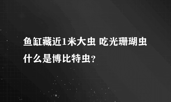 鱼缸藏近1米大虫 吃光珊瑚虫 什么是博比特虫？