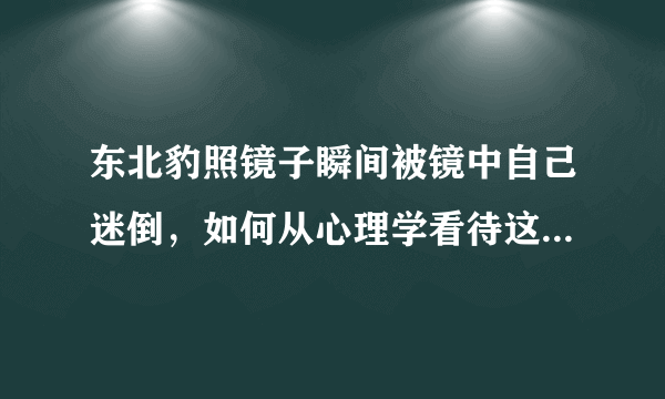 东北豹照镜子瞬间被镜中自己迷倒，如何从心理学看待这一举动？