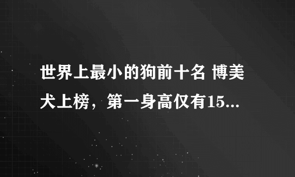 世界上最小的狗前十名 博美犬上榜，第一身高仅有15厘米左右