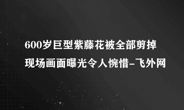 600岁巨型紫藤花被全部剪掉现场画面曝光令人惋惜-飞外网