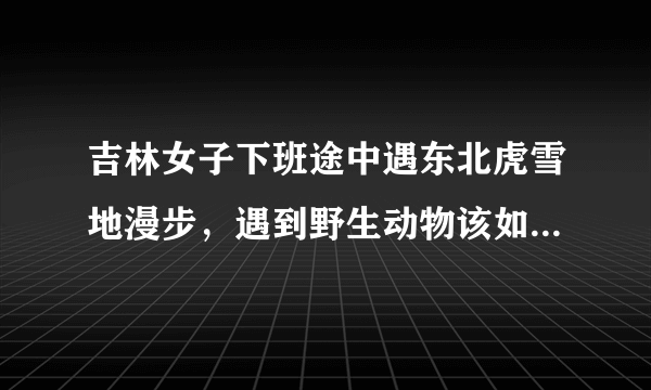 吉林女子下班途中遇东北虎雪地漫步，遇到野生动物该如何保证自身安全？